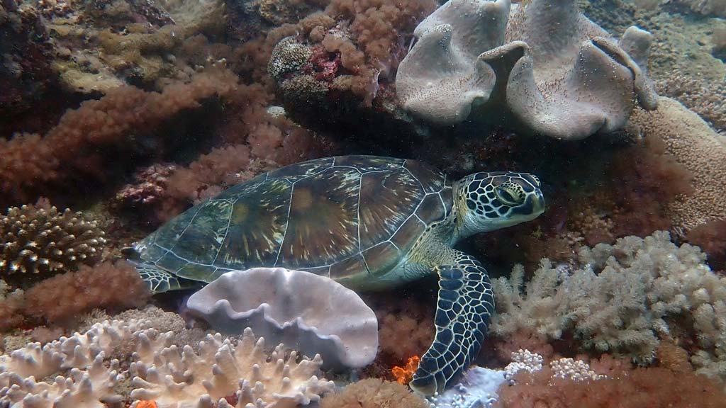 A healthy green turtle resting on colourful corals in Kenya. Image.