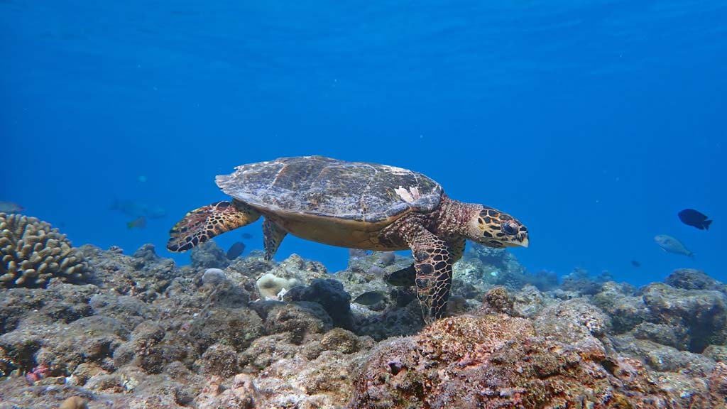 A hakwsbill turtle swimming over the reef in Raa Atoll, Maldives. Image.