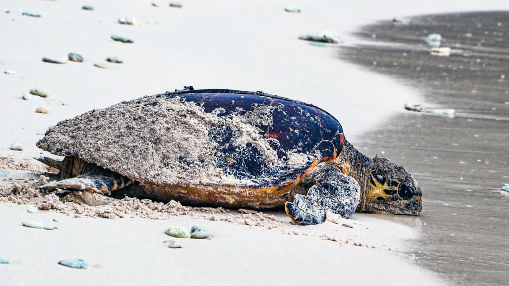 A hawksbill turtle returning to sea after nesting in Seychelles. Image.