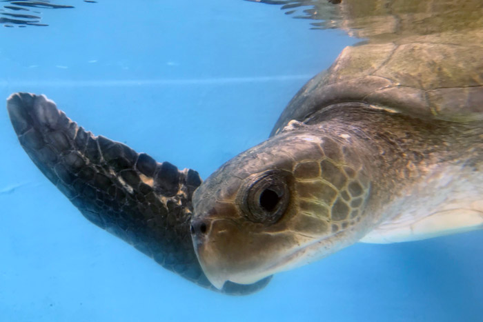 Turtle patient Naseeb in the tank with his flipper raised. Image.