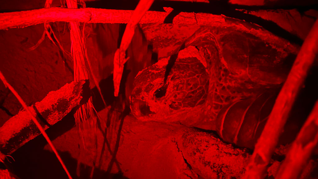 Nesting green turtle, infrared light, Maldives. Image.