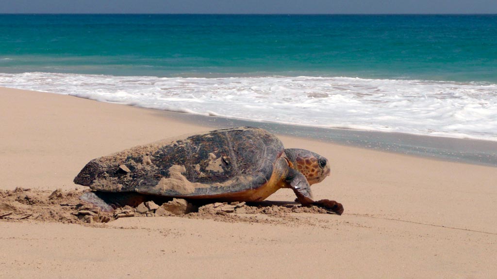 A loggerhead turtle with a flipper tag returtning to sea after nesting. Image.