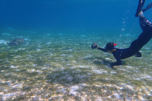 Photo-ID research by snorkeler in Lhaviyani Atoll, Maldives.