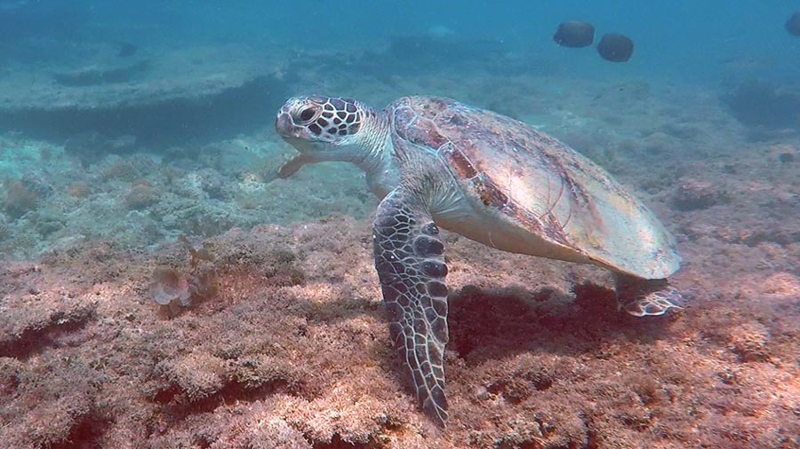 Green sea turtle on coral reef, Zighy Bay, Oman. Image.