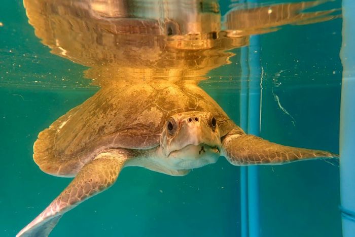 Hawwa Olive Ridley Project Hawwa Olive Ridley Project
