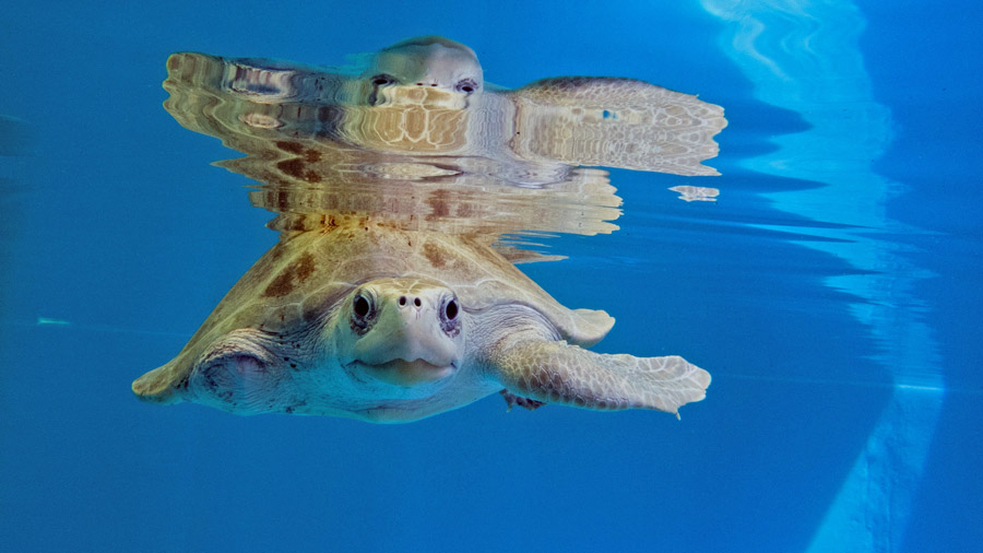 Turtle patient Fida in the tank at the Rescue Centre. Image.