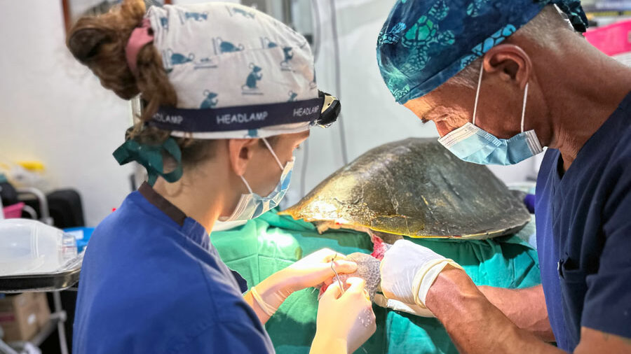 Dr Mariana and Dr Max performing surgery on a turtle patient. Image.