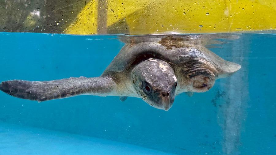 Turtle patient Kurangi in the tank at the Rescue Centre. Image.