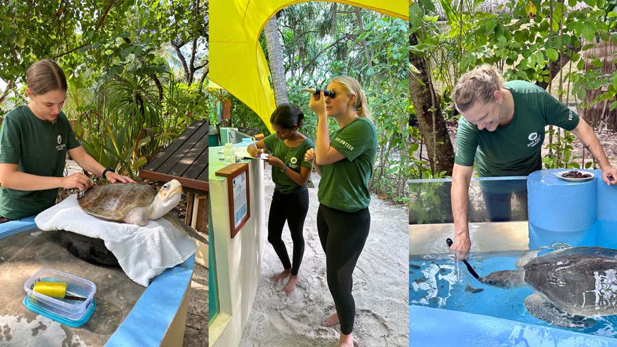 A triptyc of volunteers cleaning a turtle patient, checking the water quality in the tanks and feeding a turtle patient. Image.