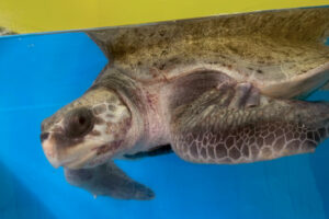 Turtle patient Nakaiy in her tank at the Rescue Centre, Image.