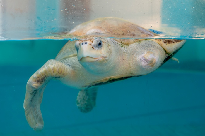 Adult male turtle patient Karaa at the Care Centre in Raa Atoll. Image.