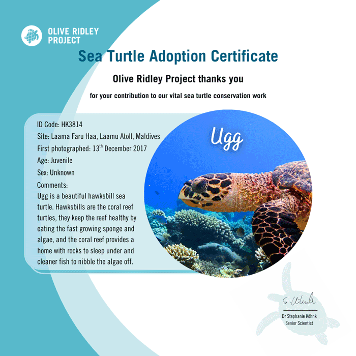 Image of the symbolic adoption certificate of Ugg, received with every purchase of a limited edition ORP SeaBlend T-shirt.