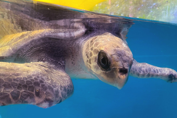 Turtle patient Vindhu in his tank at the Rescue Centre. Image.