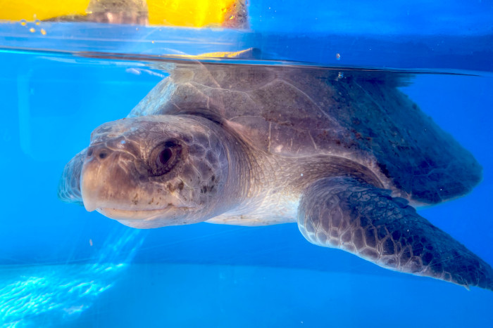 Turtle patient Theen recovering in her tank at the Rescue Centre, May 2025. Image.