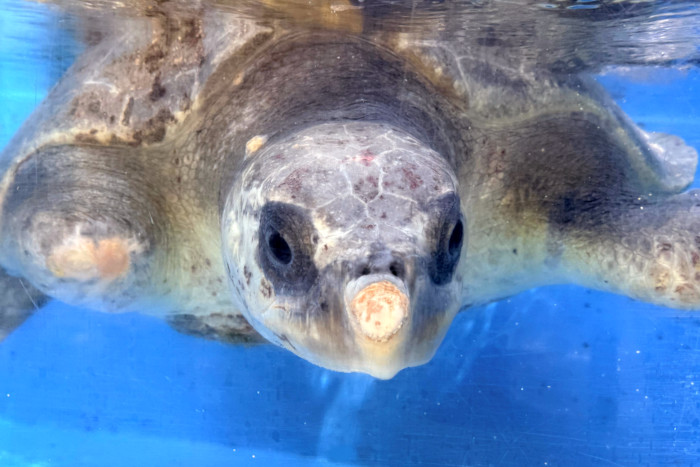 Adopt sea turtle patient Dharifulhu to support her recovery. Image.