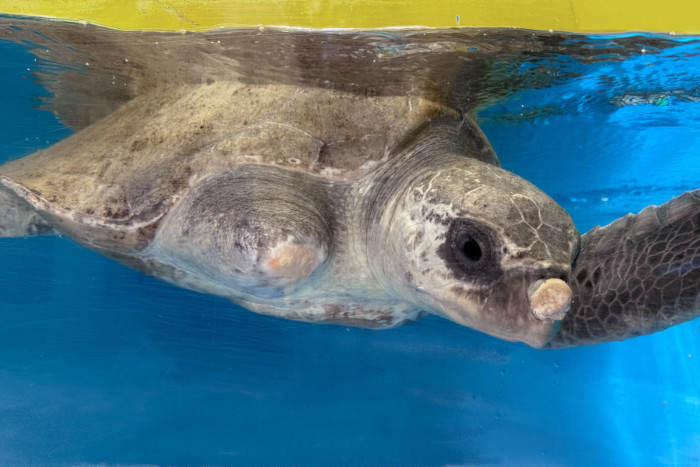 Turtle patient Dharifulhu recovering in her tank at the Rescue Centre. Image.