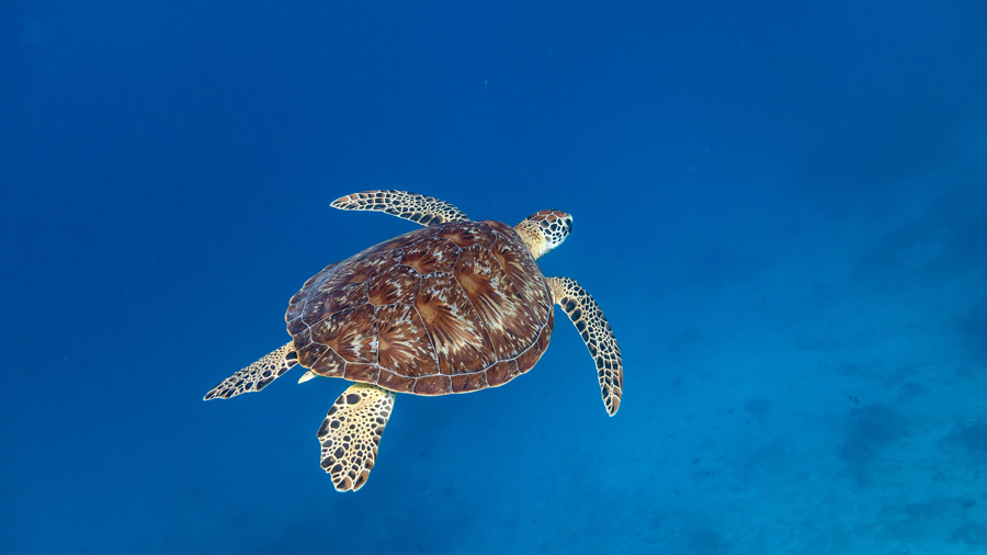 Green turtle swimming in the blue, Noonu Atoll, Maldives. Image.