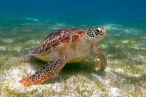 Symbolically name and adopt a wild sea turtle. Support sea turtle conservation and receive photo updates if your turtle is sighted again. Green turtle on seagrass. Image.