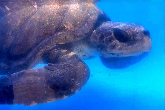 Turtle patient Noora recovering in her tank at the Rescue Centre. Image.