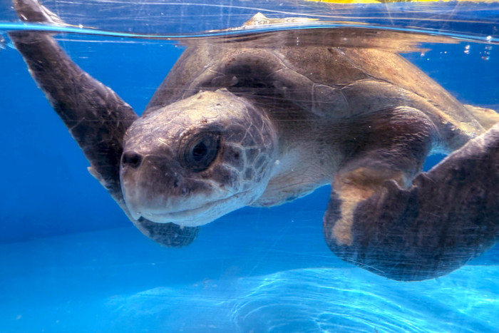 Turtle patient Noora recovering in her tank at the Rescue Centre. Image.