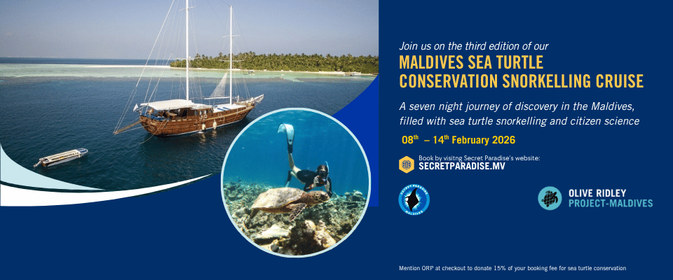 Sea Turtle Conservation Cruise Sea Turtle Snorkelling Conservation Cruise. Banner Image.