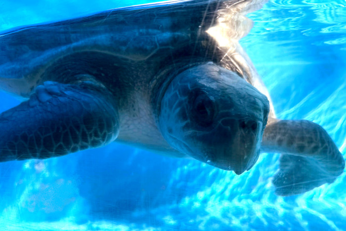 Turtle patient Chaalu, on her admission to the Rescue Centre. Image.