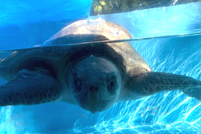 Sea turtle patient Chaalu in her tank at the Rescue Centre after her admission. Image.