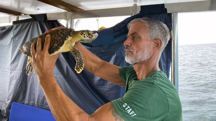 Dr Max Polyak, ORP's Director of Conservation Medicine, performing a neurological exam on a small hakwsbill turtle. Image.
