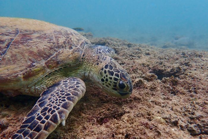 GM043, green turtle Oman. Portrait.