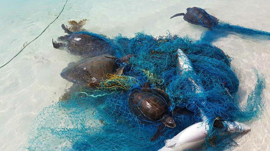 4 olive ridley turtles and 2 white tip reef sharks enatngled in a ghost net in Maldives. Image.