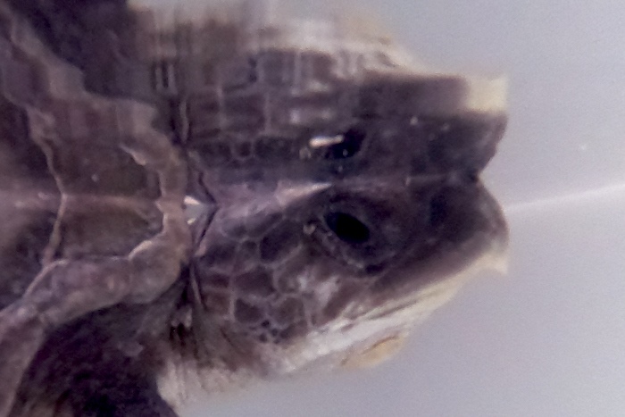 Turtle patient Keyta in her tank at the STHI. Image. 