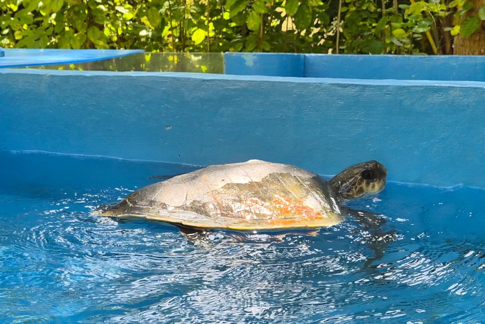 Koamas-in-tank_October2025