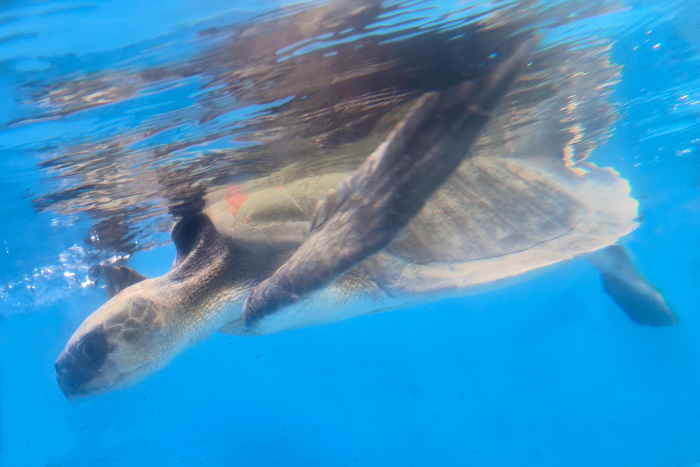 Koamas_October2025-2