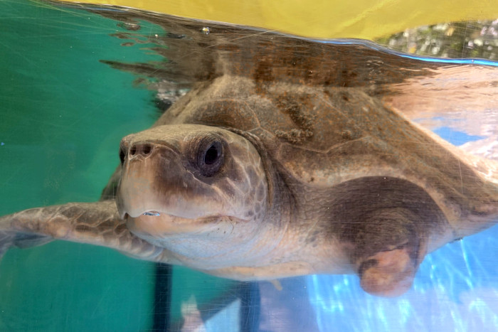 Turtle patient Nadya recovering in her tank at the Rescue Centre. Image.