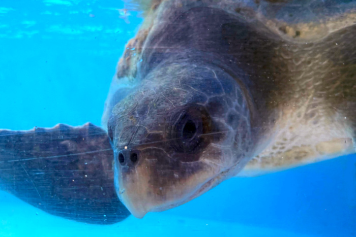 Nadya in her tank at the Rescue Centre. Image.
