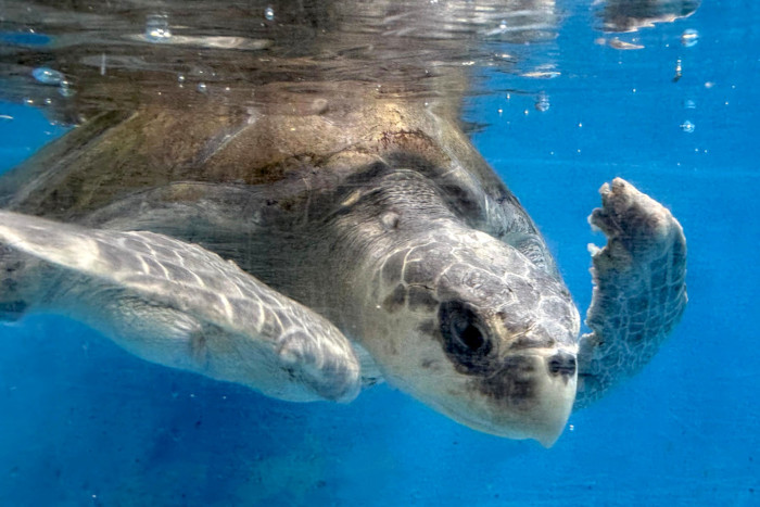Turtle patient Noora recovering in her tank at the Rescue Centre. Image.