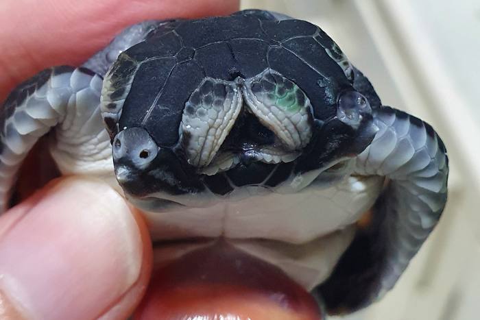 Polycephalic turtle embryo. Image.