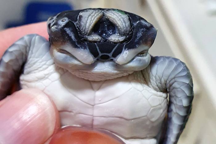 Figure 9. Two-headed turtle embryo with joined eye lids. Image.