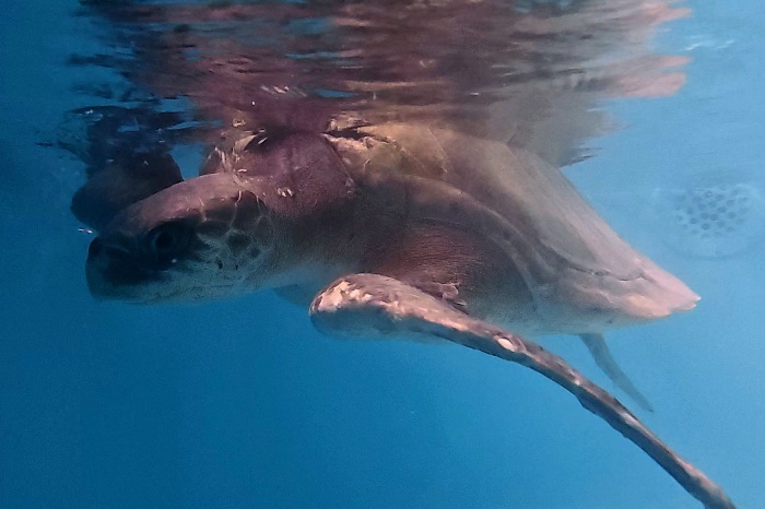 Adopt turtle patient Ufuli. Image. 