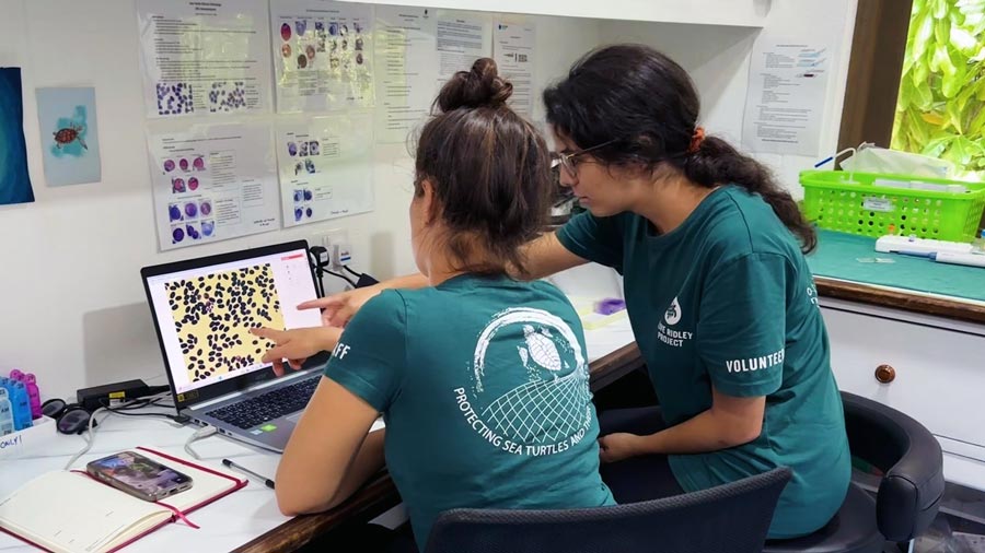 Veterinary Nurse Tristan and veterinary trainee Dr Daniele studying the blood sample of a turtle patient in ORP's Marine Turtle Rescue Centre clinic in Maldives. Image.