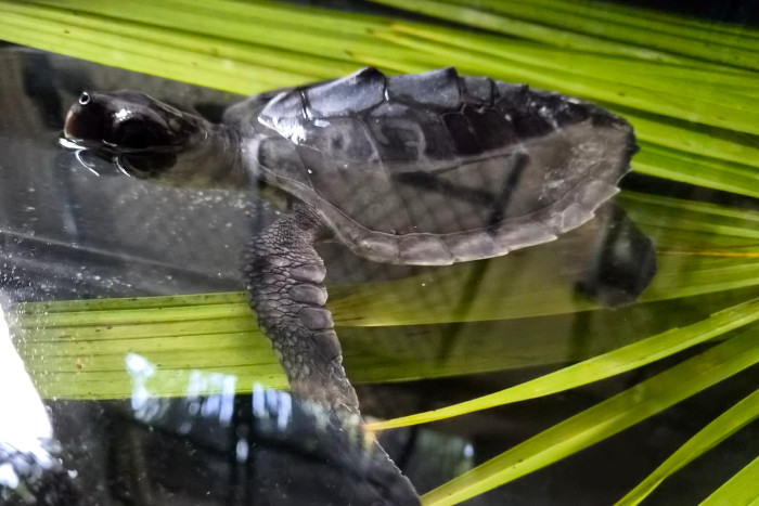 Post-hatchling turtle patient Kuda in her small tank at the Rescue Centre. Image.