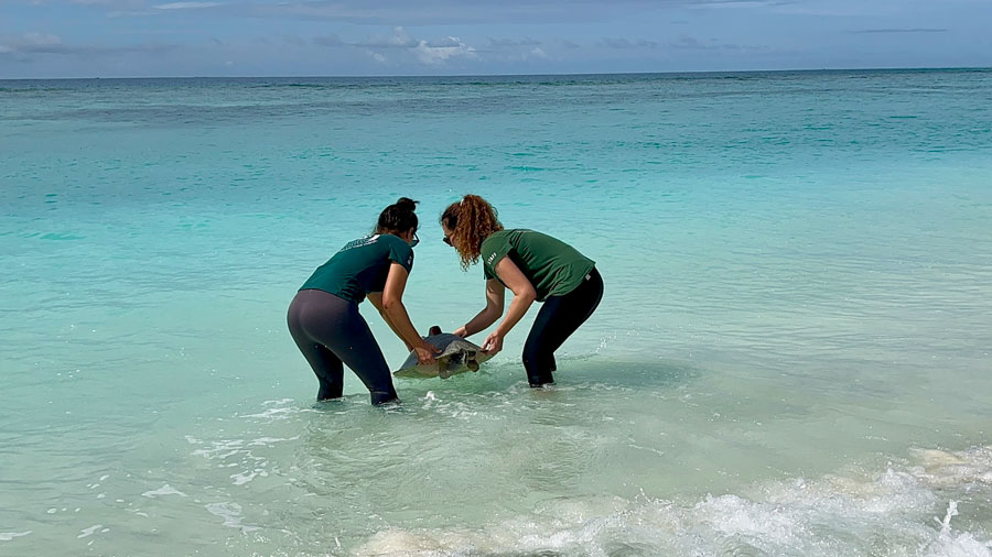 ORP veterinary nurse, Tristan, and Dr Mariana releasing turtle patient Vaarey with a satellite tag from the beach at Coco Palm Dhuni Kolhu, Baa Atoll, Maldives. Image.
