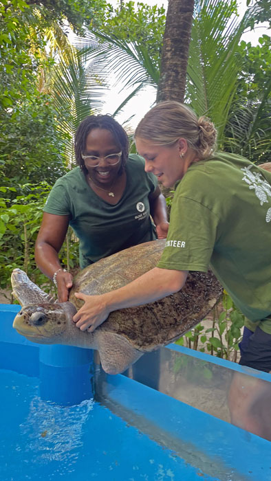 Dr-Michelle_Volunteer_2025-2 Dr Michelle and a volunteer placing a turtle patient back in the tank at the Rescue Centre. Image.