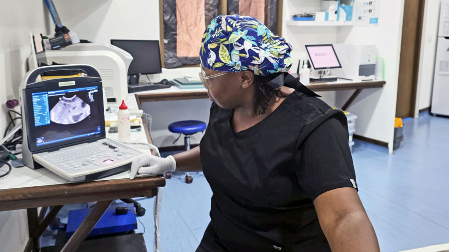 Dr Michelle performing an ultrasound exam on a turtle patient. Image.