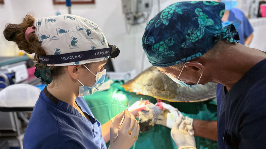 Dr Mariana and Dr Max performing surgery on a turtle patient's hind flipper. Image.