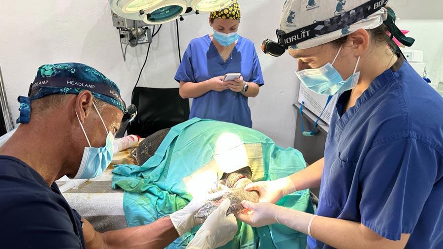 Dr Max, Dr Mariana and veterinary Nurse Lauren during surgery on a turtle patient. Image.
