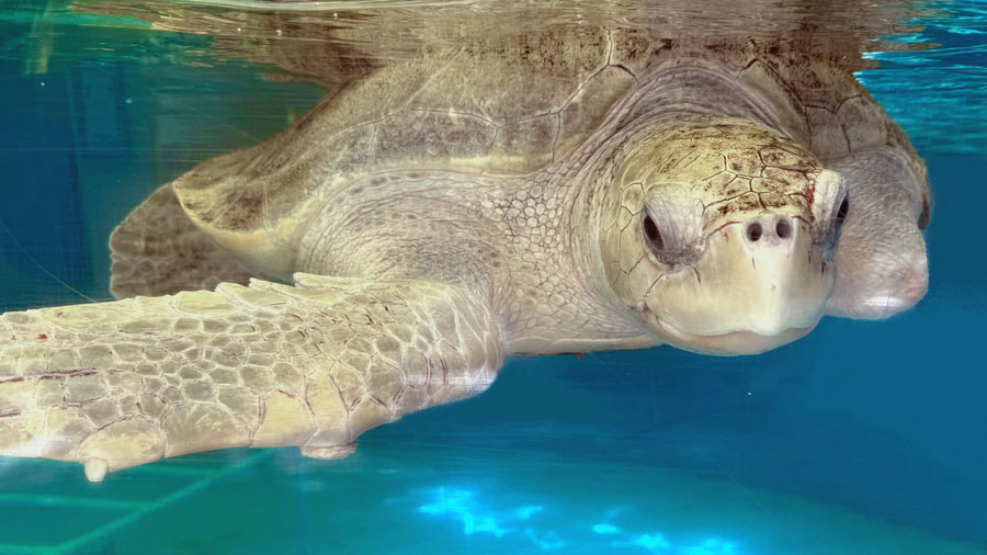 Turtle patient Karaa, a ghost net victim and flipper amputee, recovering in the tank at the Rescue Centre. Image.
