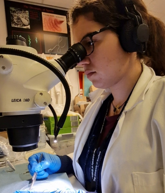 A scientist observing a sample through microscope. Image