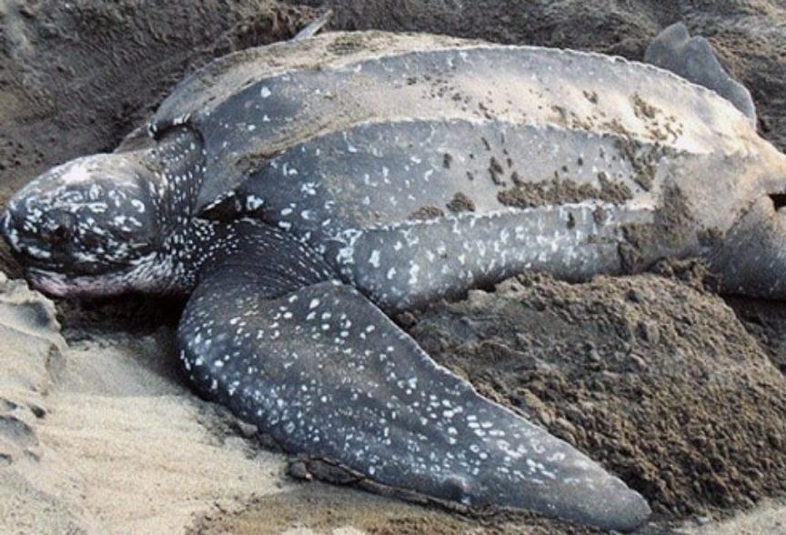 A nesting leatherback turtle digging a nest with her front flippers. Image.