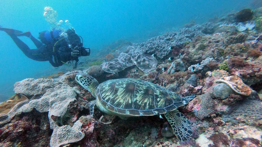 A diving sea turtle biologist using Photo-ID to monitor sea turtles in Diani Beach, Kenya. Image.